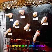 IML-19-208