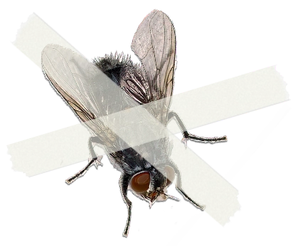 Scotch-Taped fly